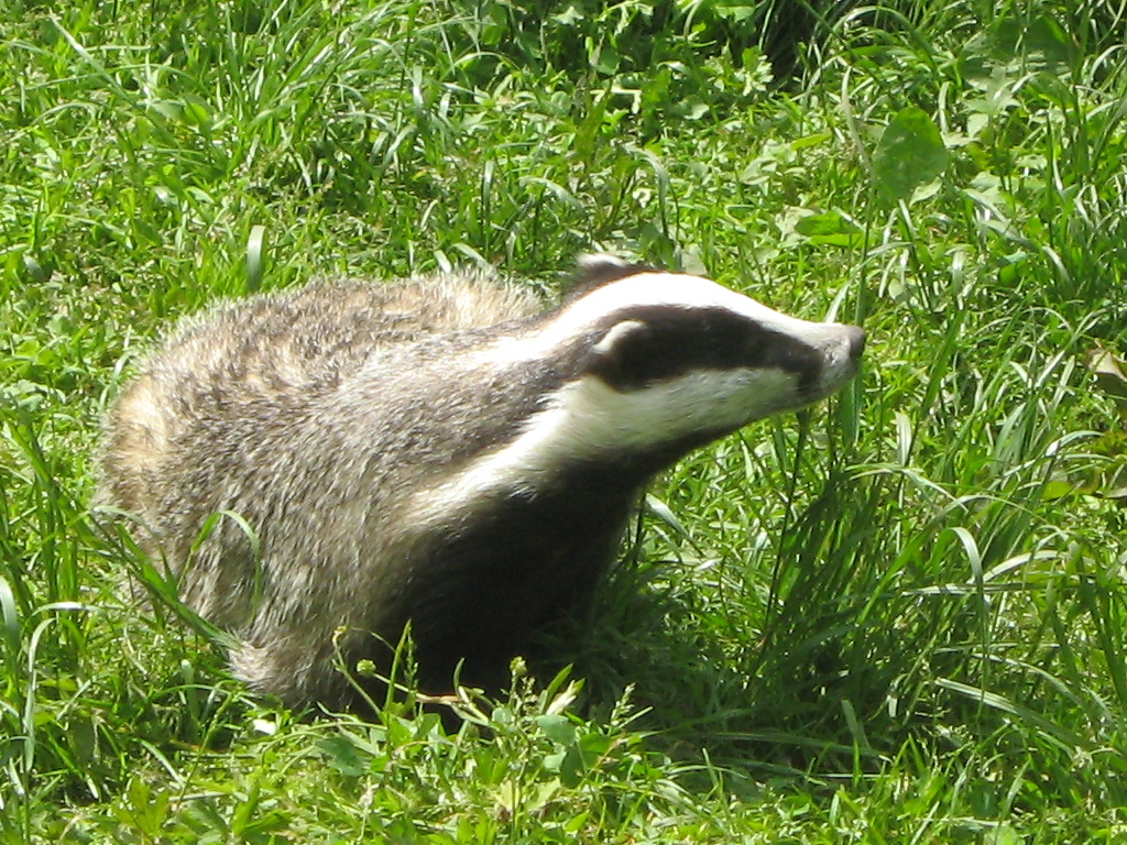 Dachs auf der wiese