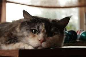 Katze